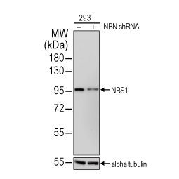 NBS1 antibody [1D7] (GTX70224)